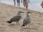 Птицы на пляже Lloret de Mar