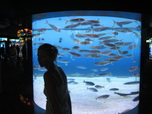 Barcelona, L'Aquarium