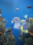 Barcelona, L'Aquarium