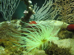 Barcelona, L'Aquarium