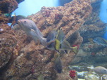 Barcelona, L'Aquarium