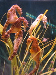 Barcelona, L'Aquarium