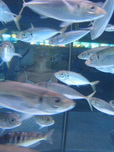 Barcelona, L'Aquarium