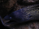 Barcelona, L'Aquarium