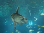 Barcelona, L'Aquarium