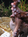 Barcelona, L'Aquarium